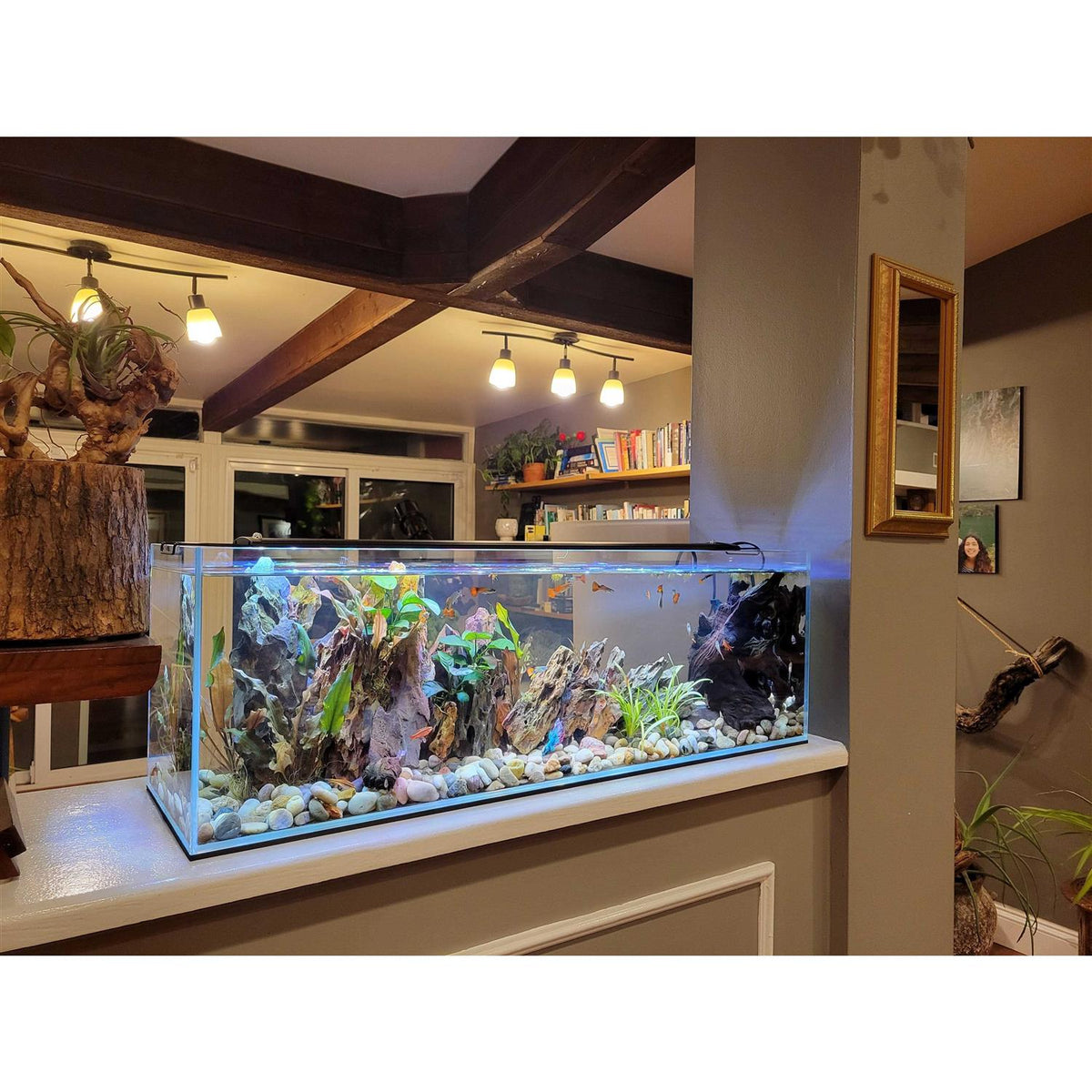 11 Gallon Clear Glass Bookshelf Aquarium X536503