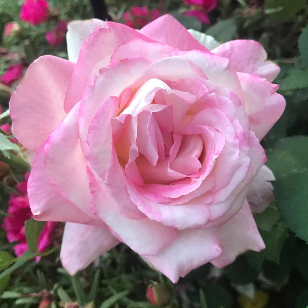 Pink Hybrid Tea Rose I9298