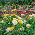 Mixed Roses N9415
