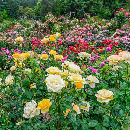 Mixed Roses N9415
