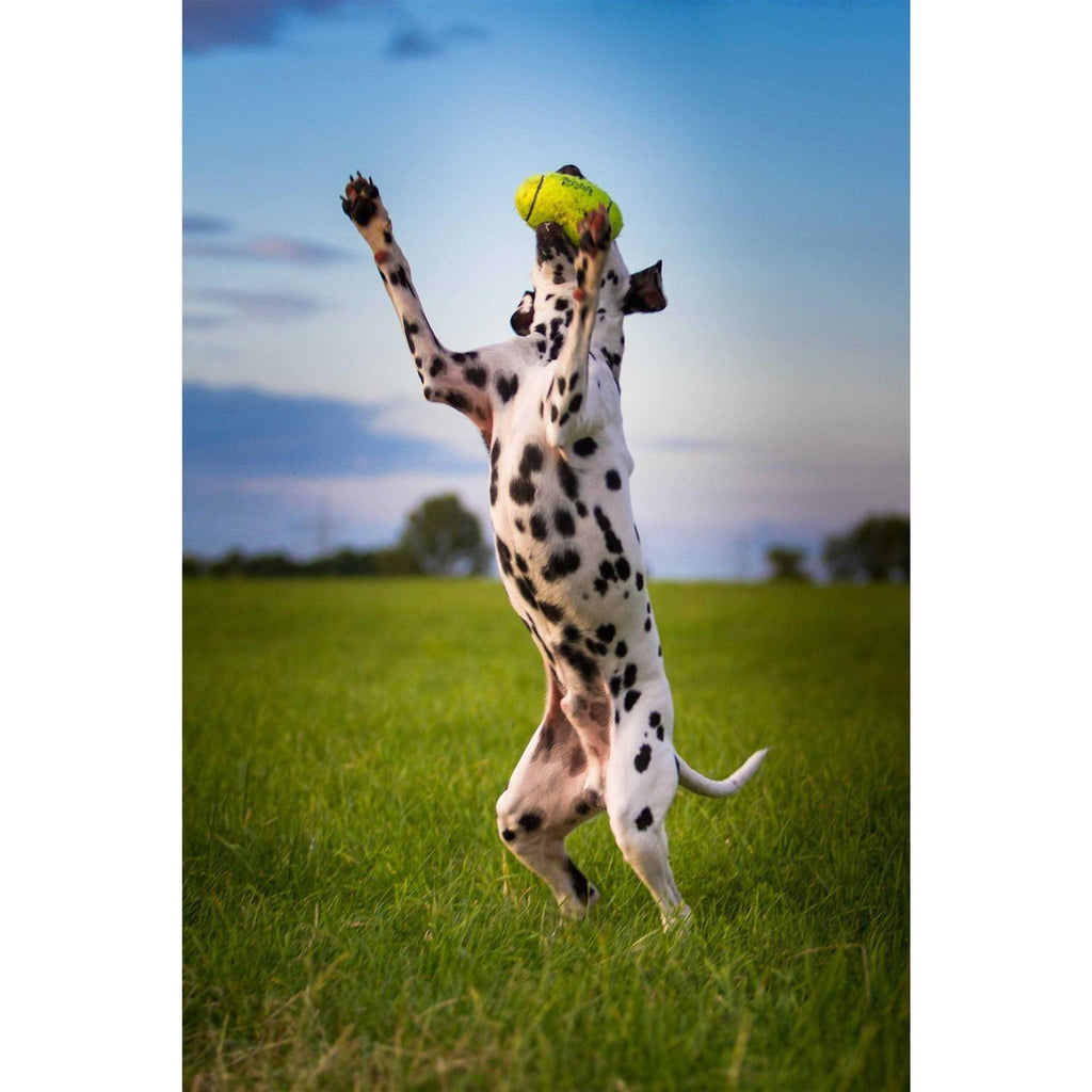 Squeaker Dumbbell Pet Supplies Q3364
