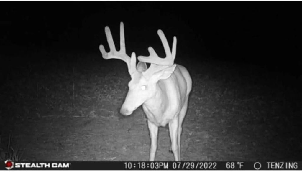 24MP Trail Camera - 2 Pack W3338