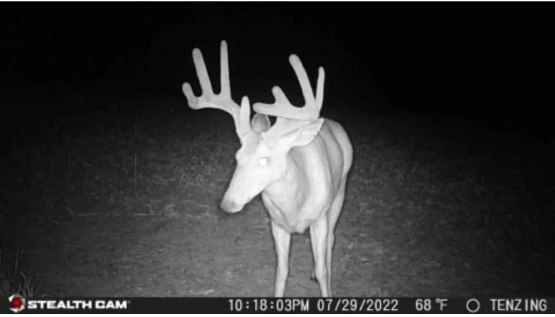 24MP Trail Camera - 2 Pack W3338