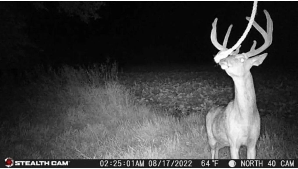 24MP Trail Camera - 2 Pack W3338