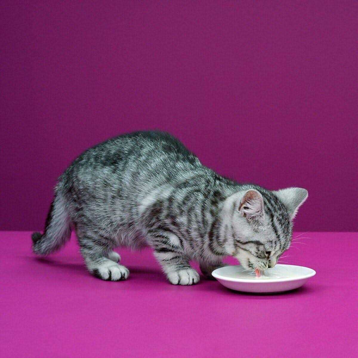 Cat Milk R78400