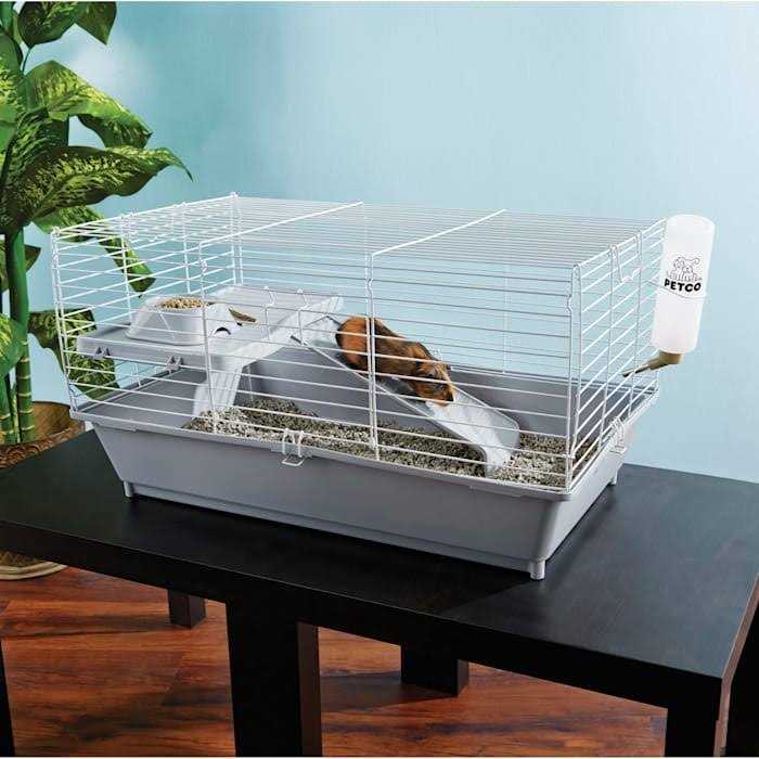 Guinea Pig Starter Kit O284467