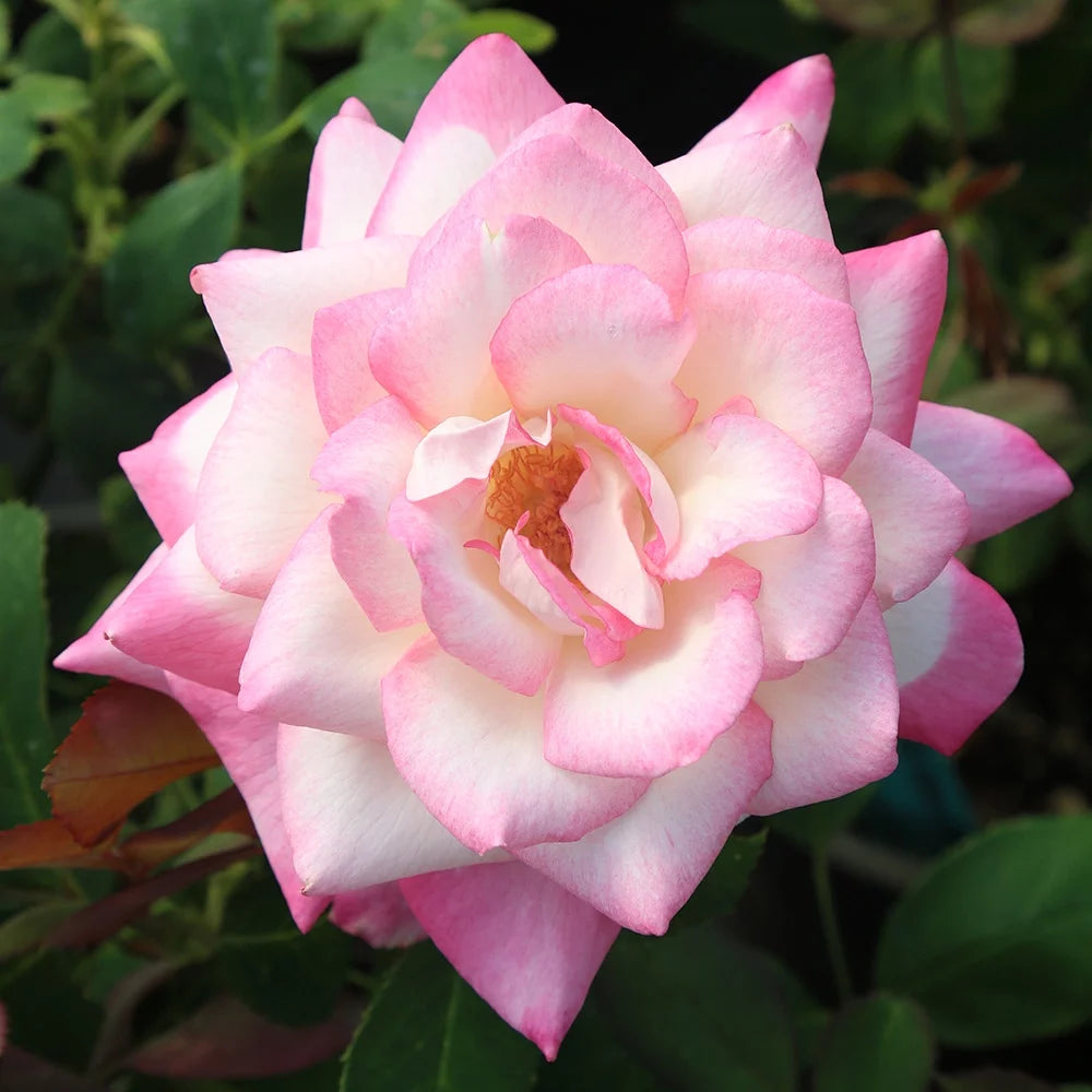 Pink Hybrid Tea Rose I9298