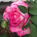 Pink Hybrid Tea Rose I9298