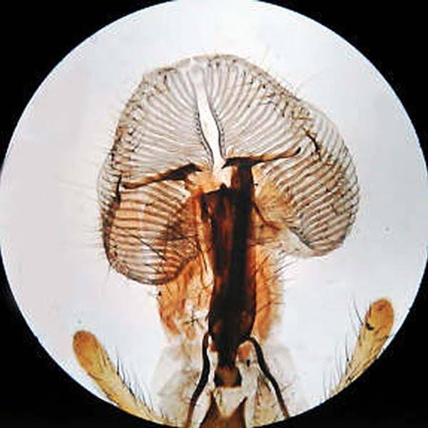 40X-2500X Monocular Biological Microscope H880159