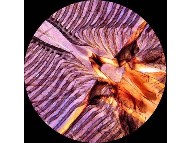 40X-2500X Monocular Biological Microscope H880159