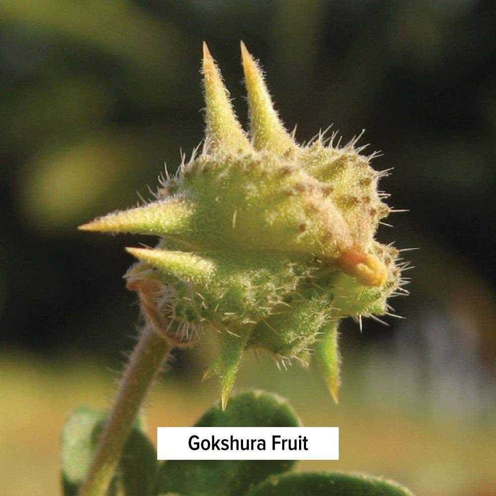 Dashamula Whole Certified Organic 1/2 Pound K5952